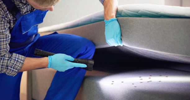 Best Termite Control Services  in Gowanda, NY